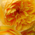 Žuta - Engleska ruža - Ausmas
